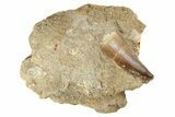 Mosasaur (Prognathodon) Tooth In Rock #91251-1